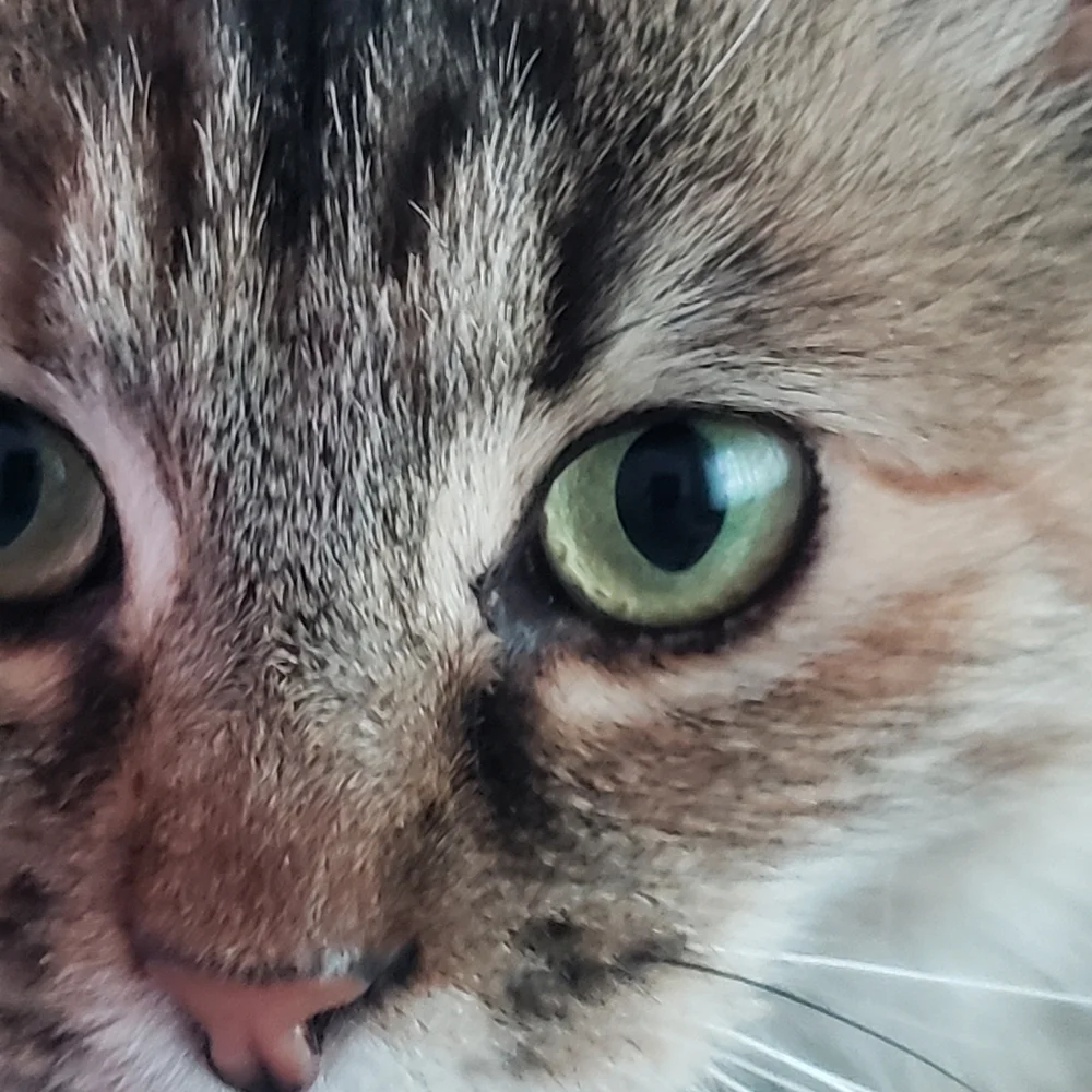 maine coon this after